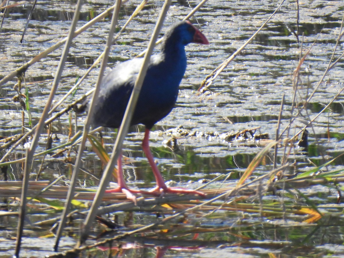 Western Swamphen - Miguel Ángel  Pardo Baeza