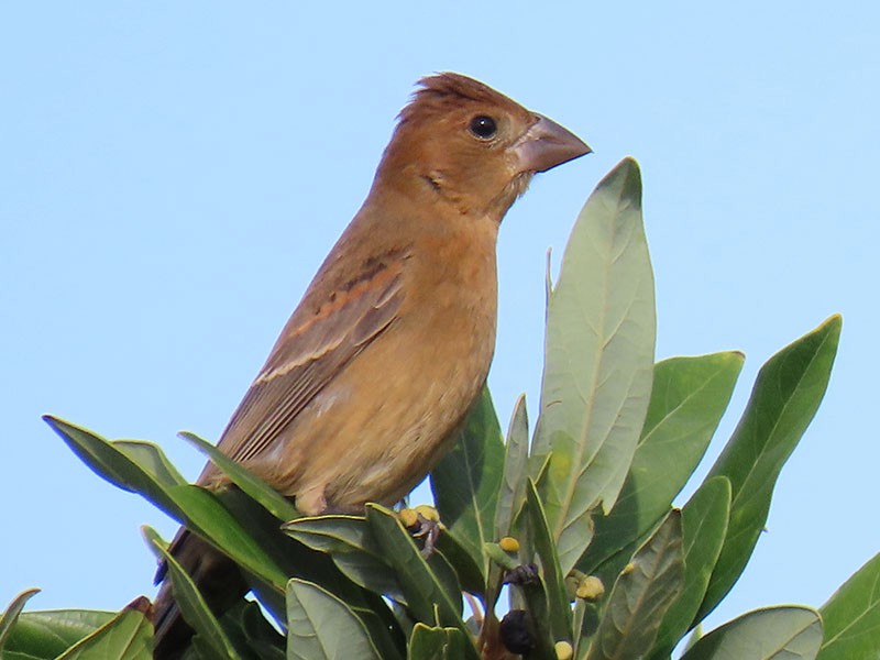 Blue Grosbeak - ML624556222