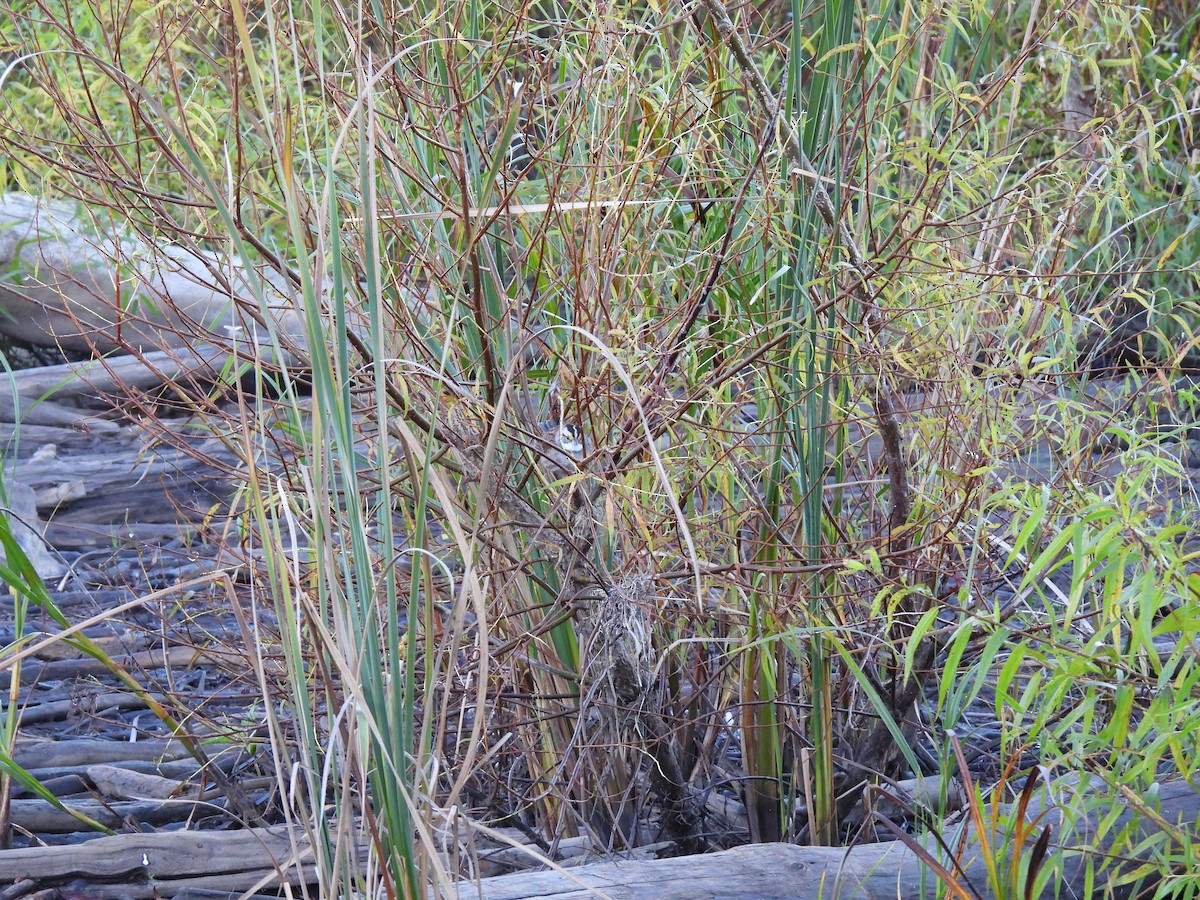 White-throated Sparrow - ML624556224