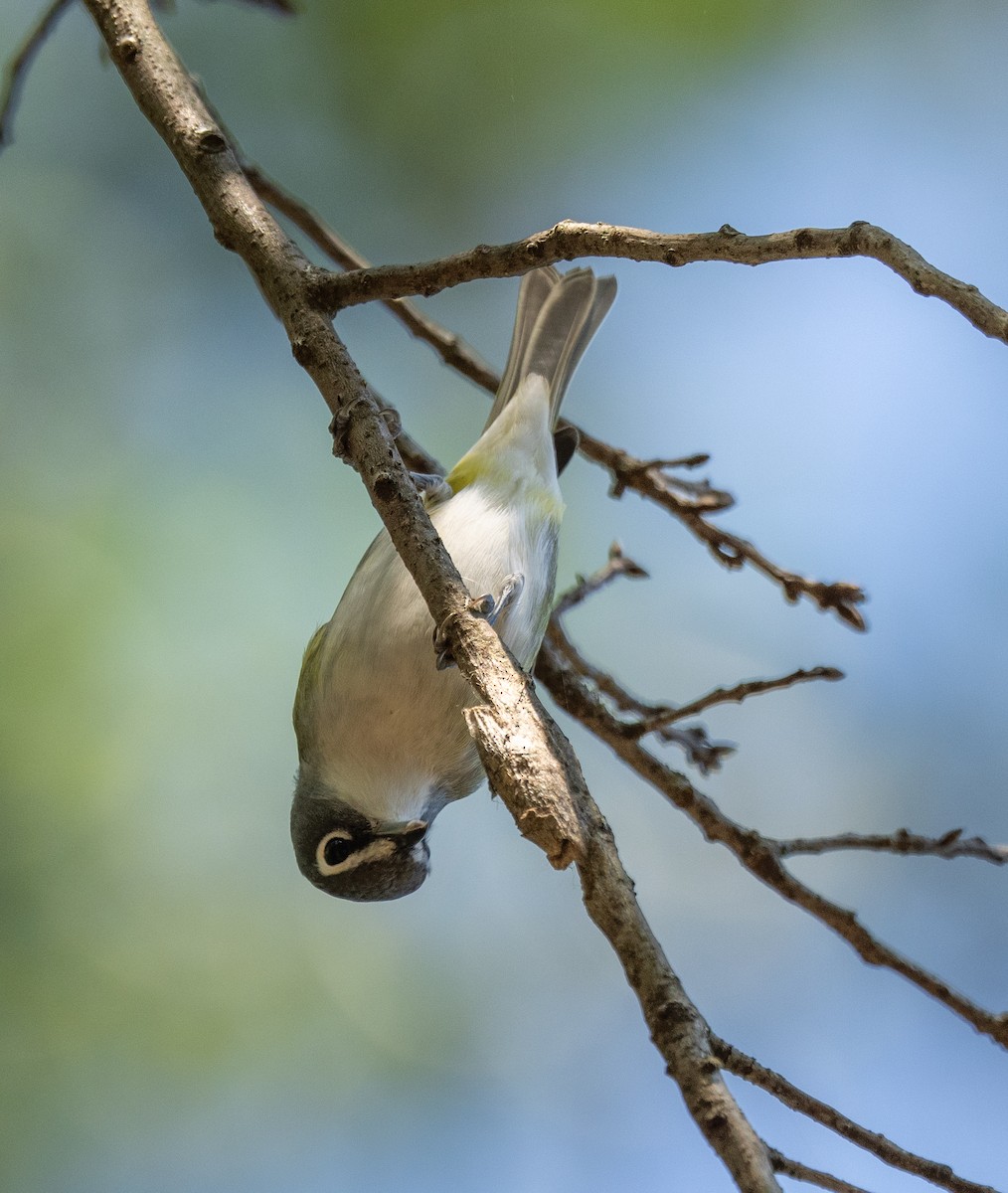 Blue-headed Vireo - ML624556225