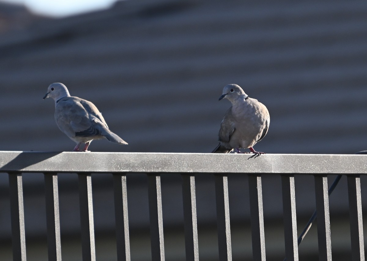 Eurasian Collared-Dove - ML624556226