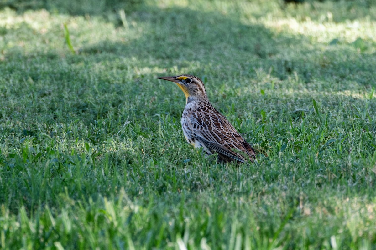 Western Meadowlark - ML624556227