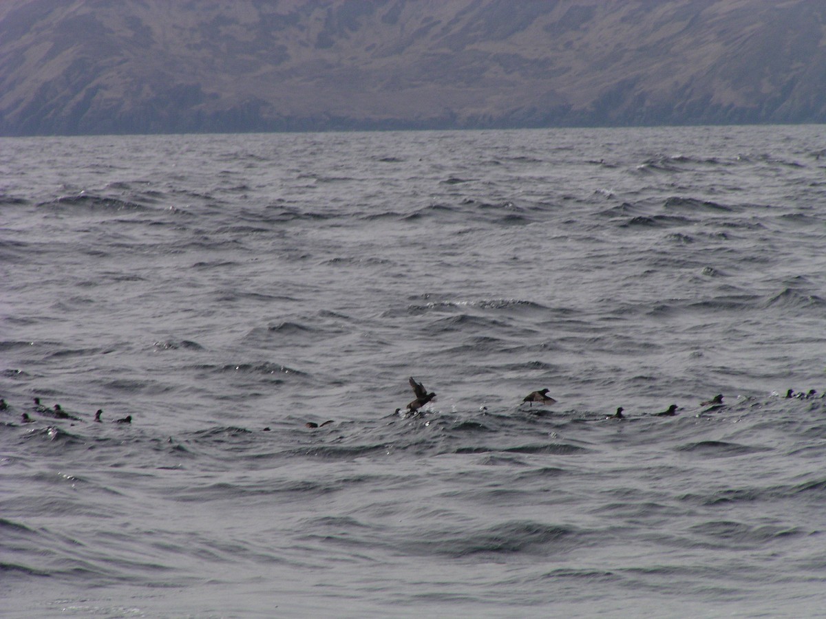 Whiskered Auklet - ML624556228