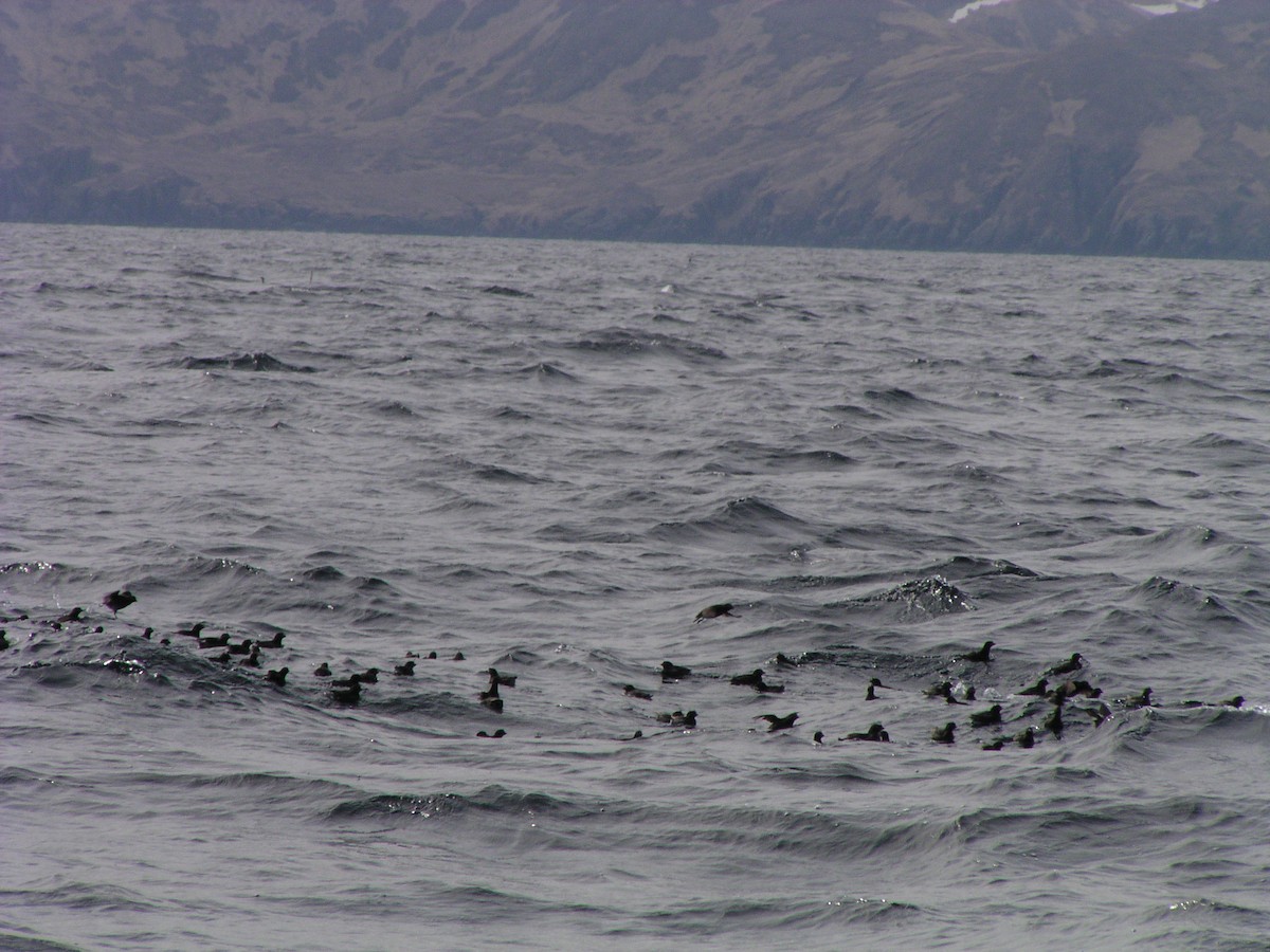 Whiskered Auklet - ML624556229