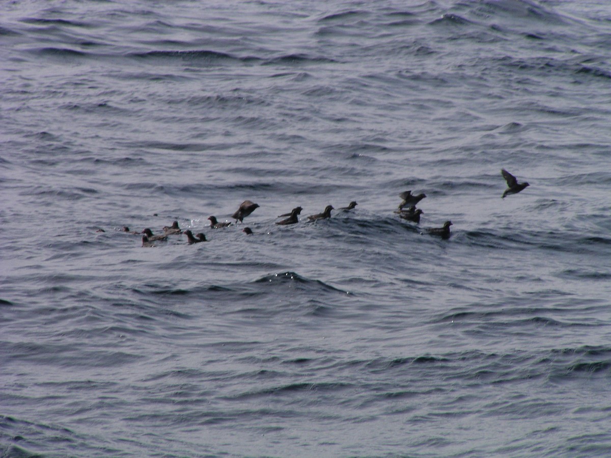 Whiskered Auklet - ML624556230