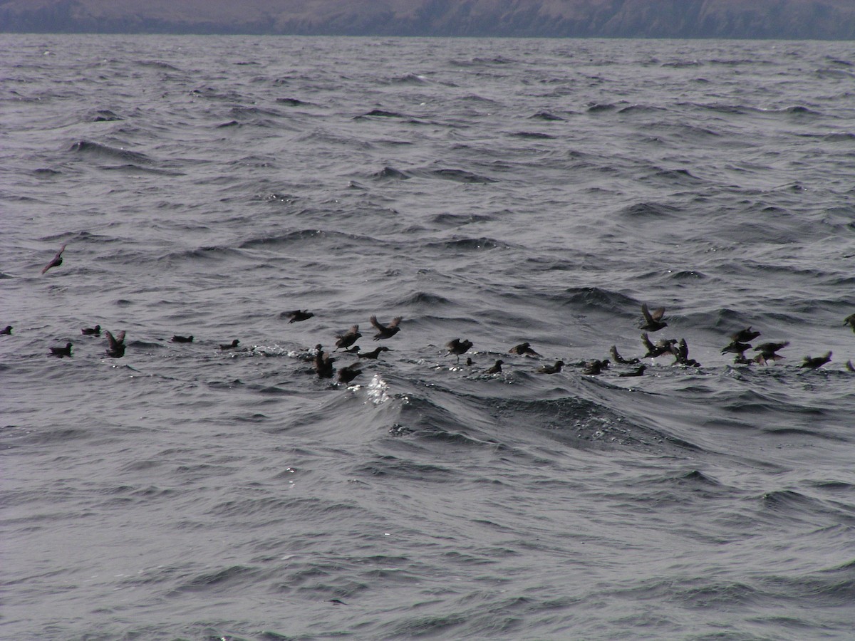 Whiskered Auklet - ML624556231