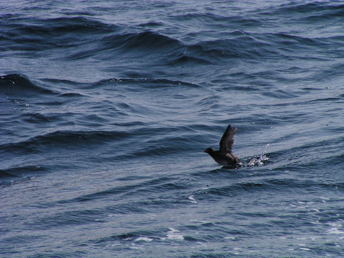 Whiskered Auklet - ML624556232