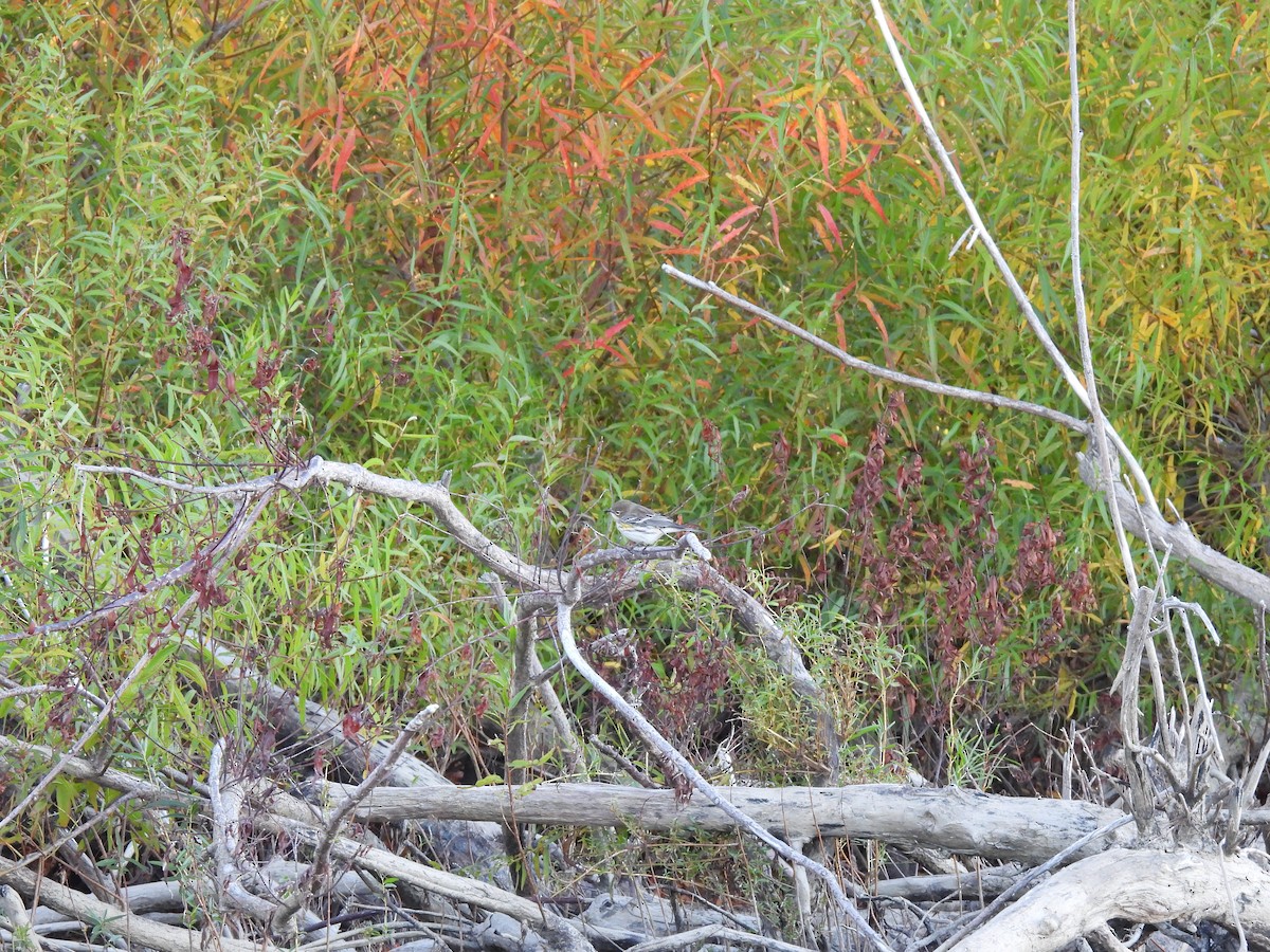 Yellow-rumped Warbler - Jake Campbell