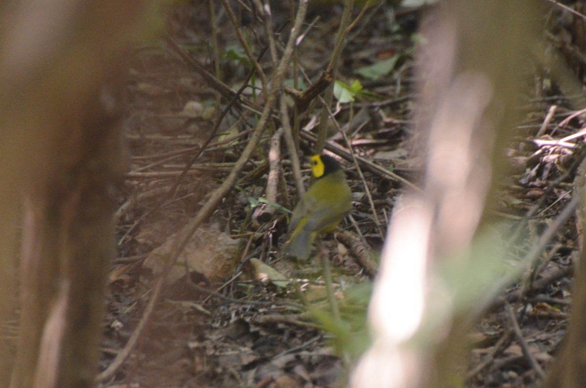 Hooded Warbler - ML624556235