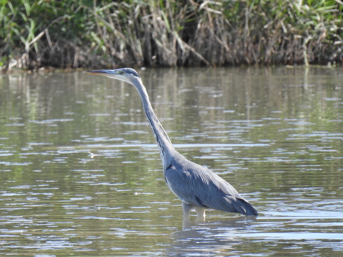 Gray Heron - ML624556236