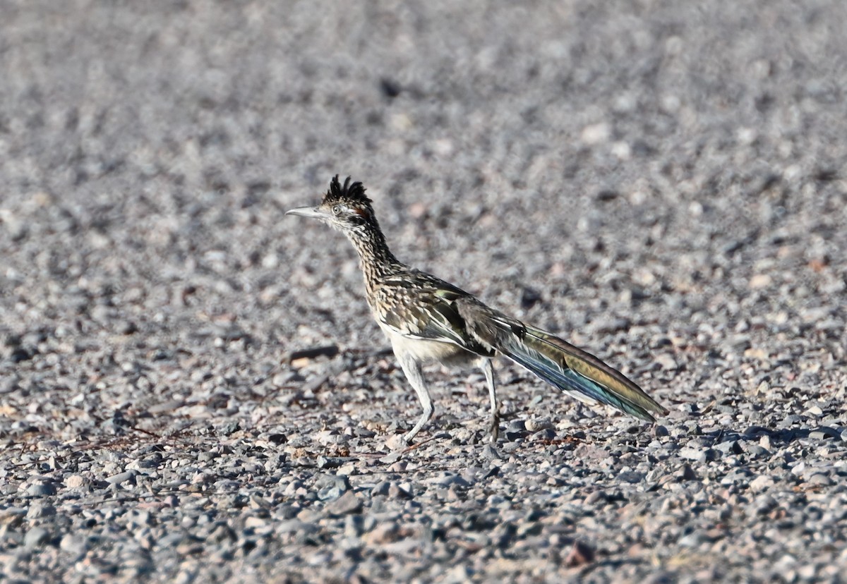 Greater Roadrunner - ML624556238