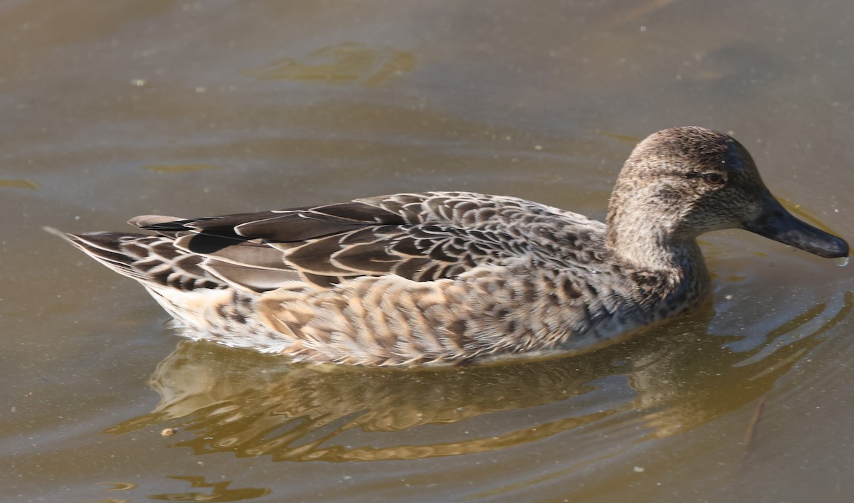 Green-winged Teal - ML624556239