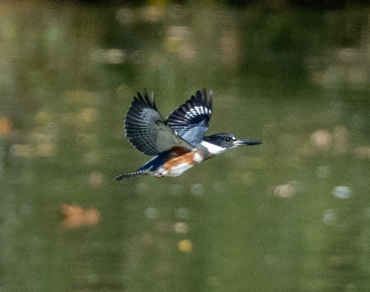 Belted Kingfisher - ML624556240