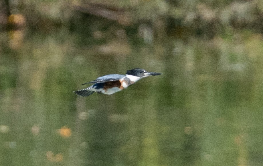 Belted Kingfisher - ML624556243