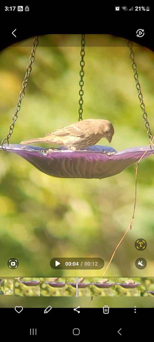 House Finch - ML624556245