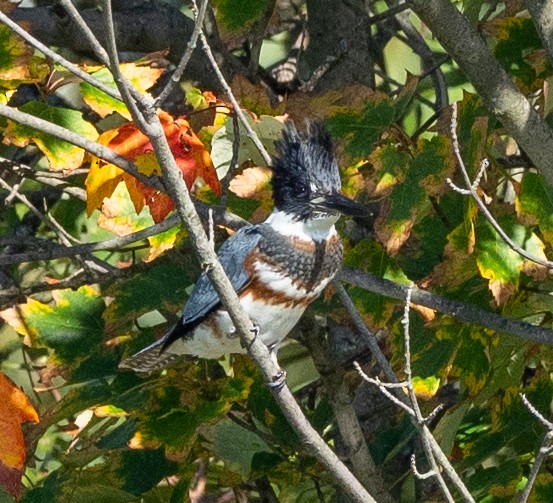 Belted Kingfisher - ML624556246