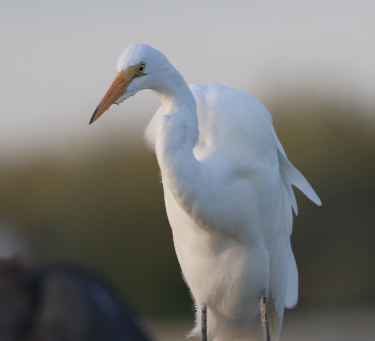 Great Egret - William Tarbox