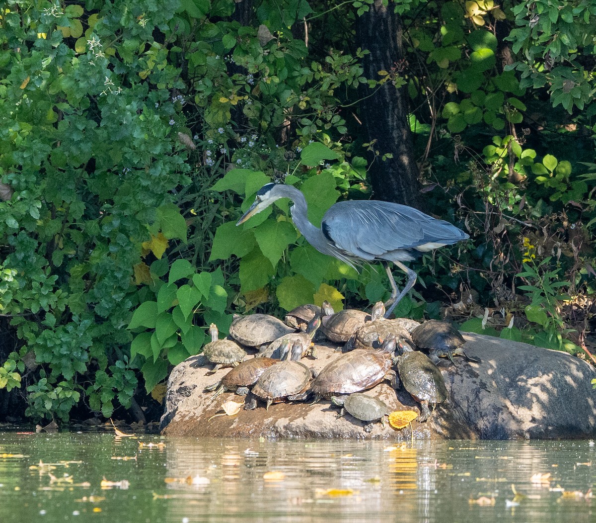 Great Blue Heron - ML624556256