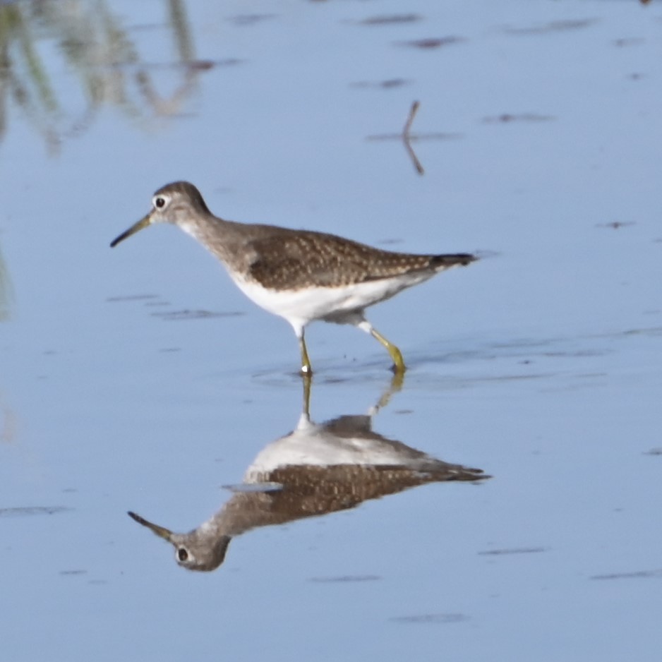 Solitary Sandpiper - ML624556257