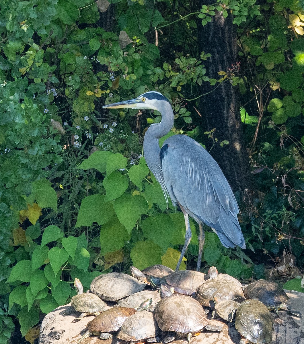 Great Blue Heron - ML624556258