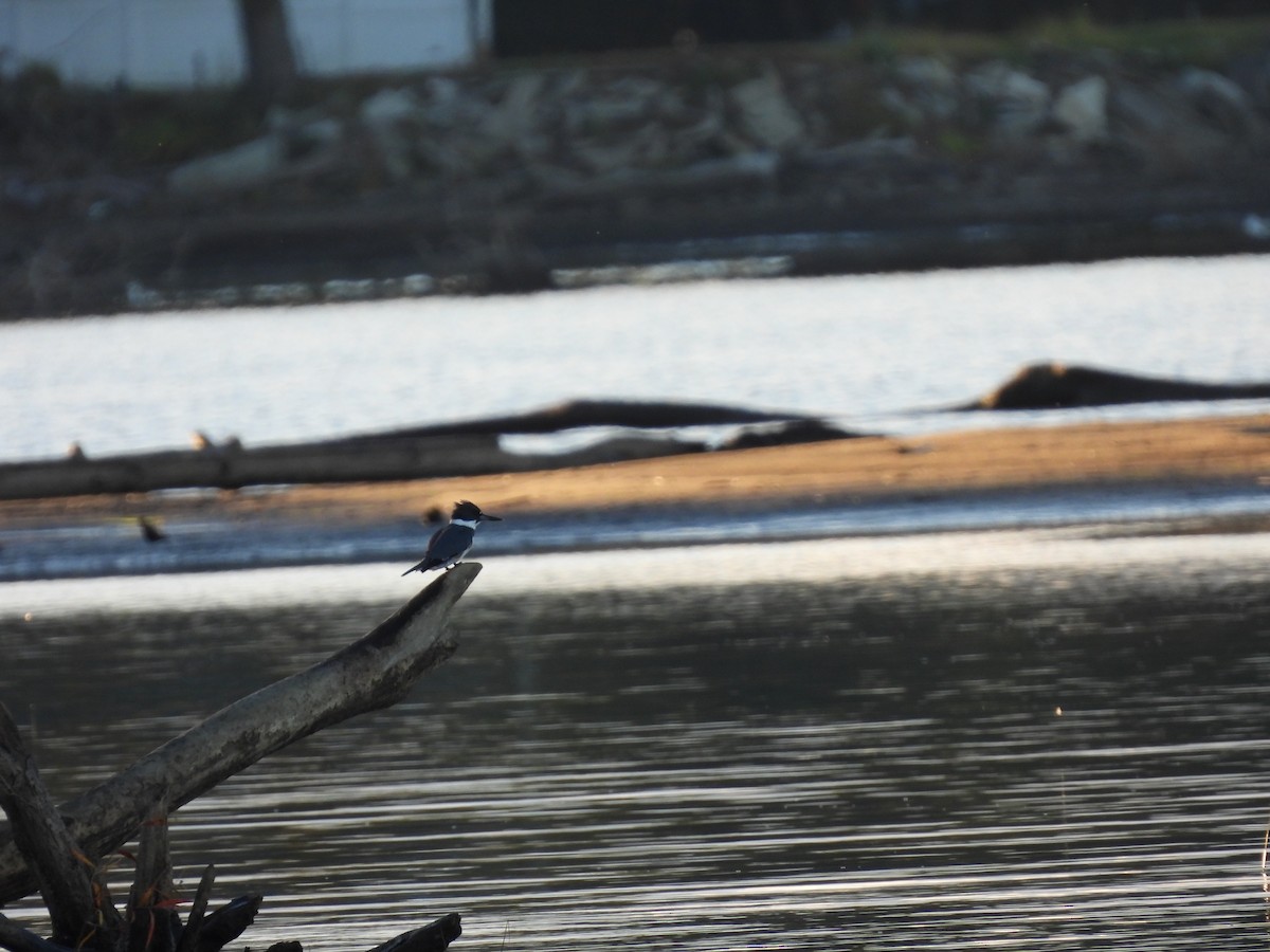 Belted Kingfisher - ML624556259