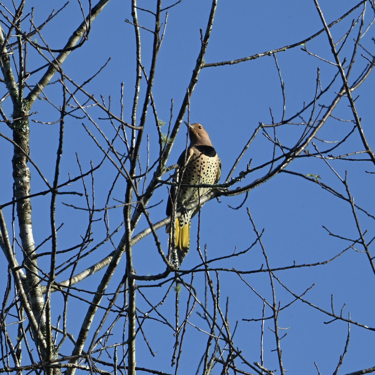 Northern Flicker - ML624556311