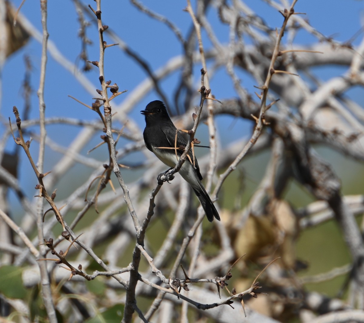 Black Phoebe - Bonda Sek