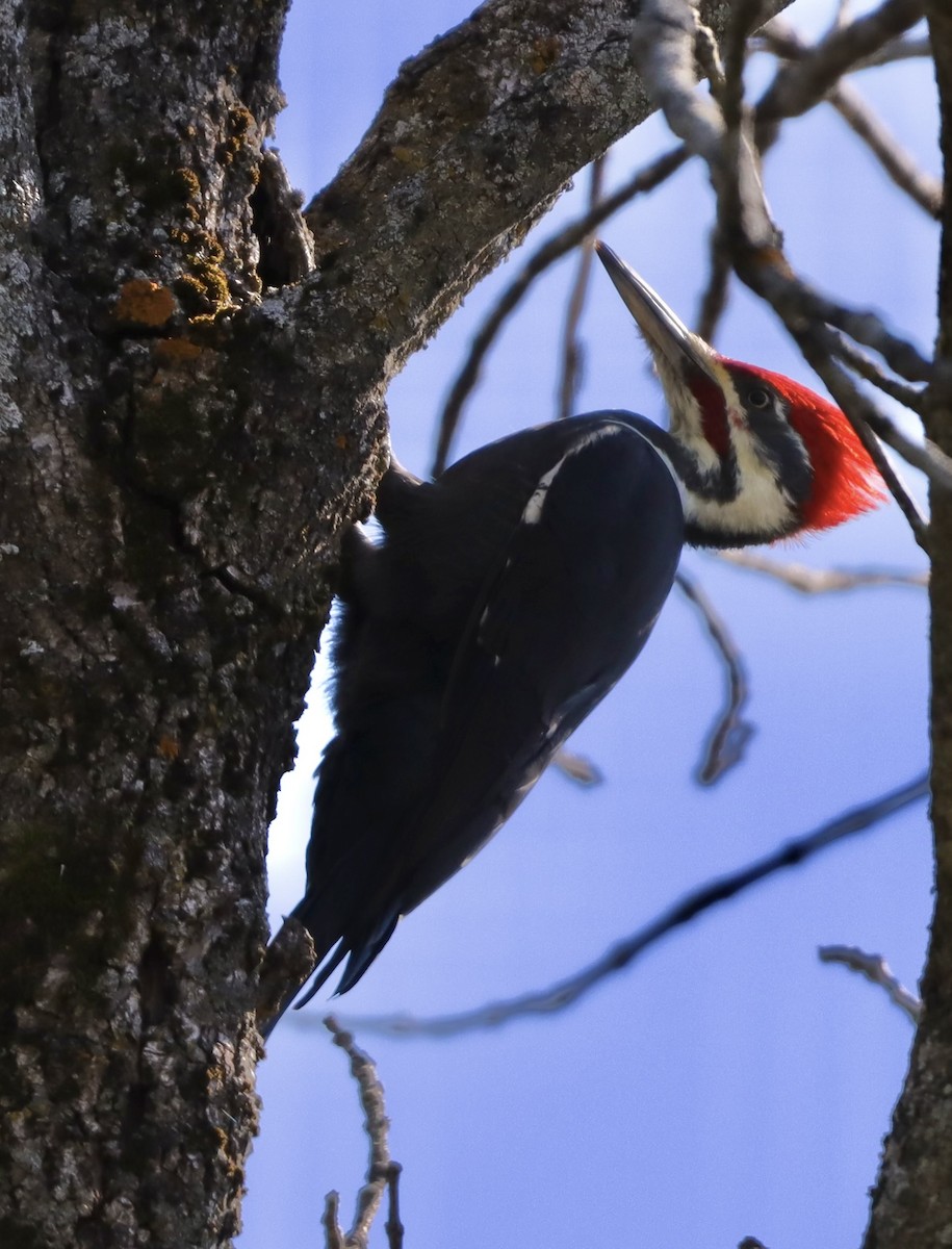 Pileated Woodpecker - ML624556314