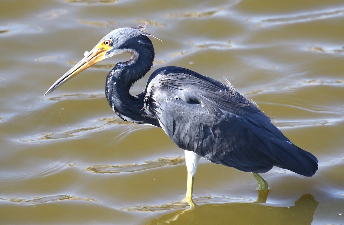 Tricolored Heron - William Tarbox