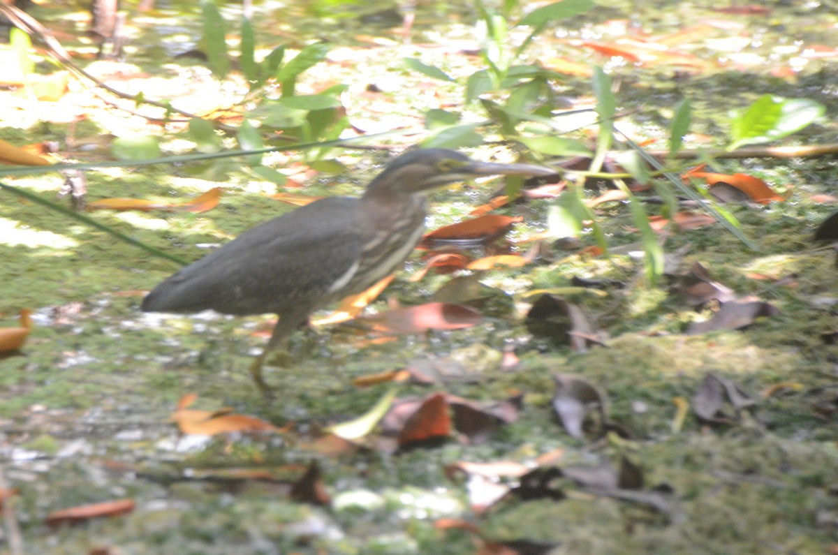 Green Heron - ML624556318