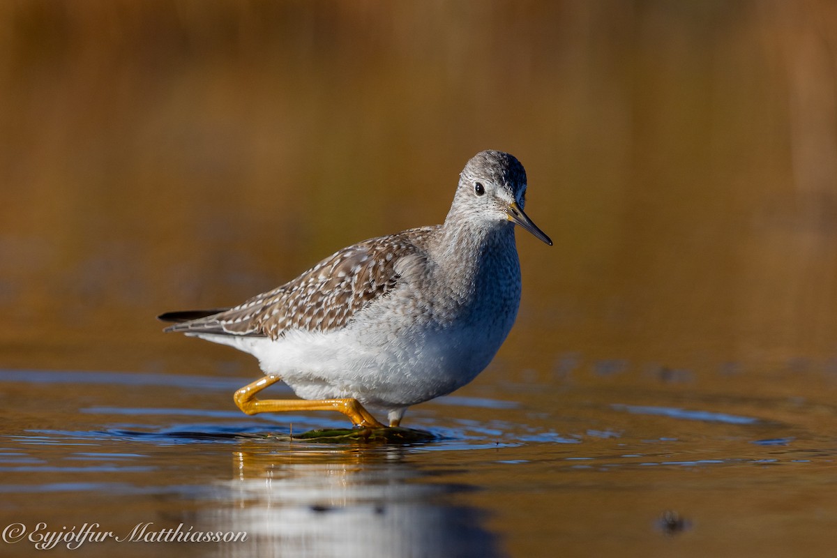 Lesser Yellowlegs - ML624556320