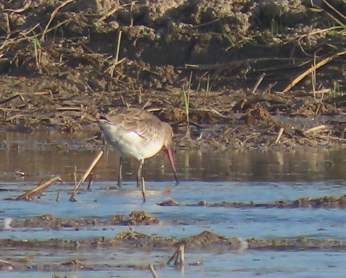 Black-tailed Godwit - ML624556321