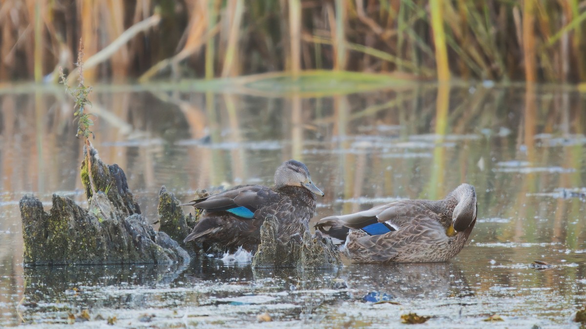 American Black Duck - ML624556322