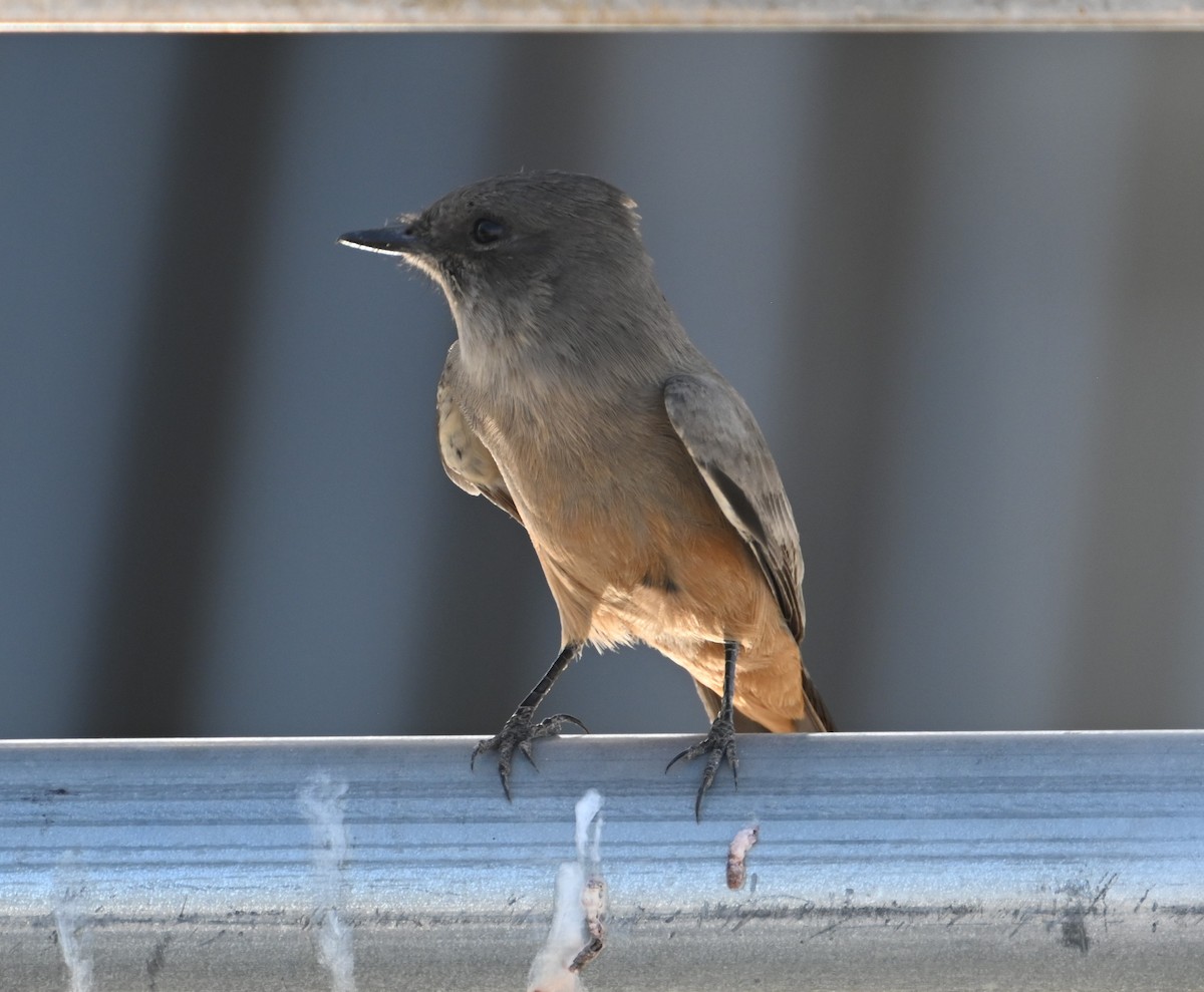 Say's Phoebe - ML624556323