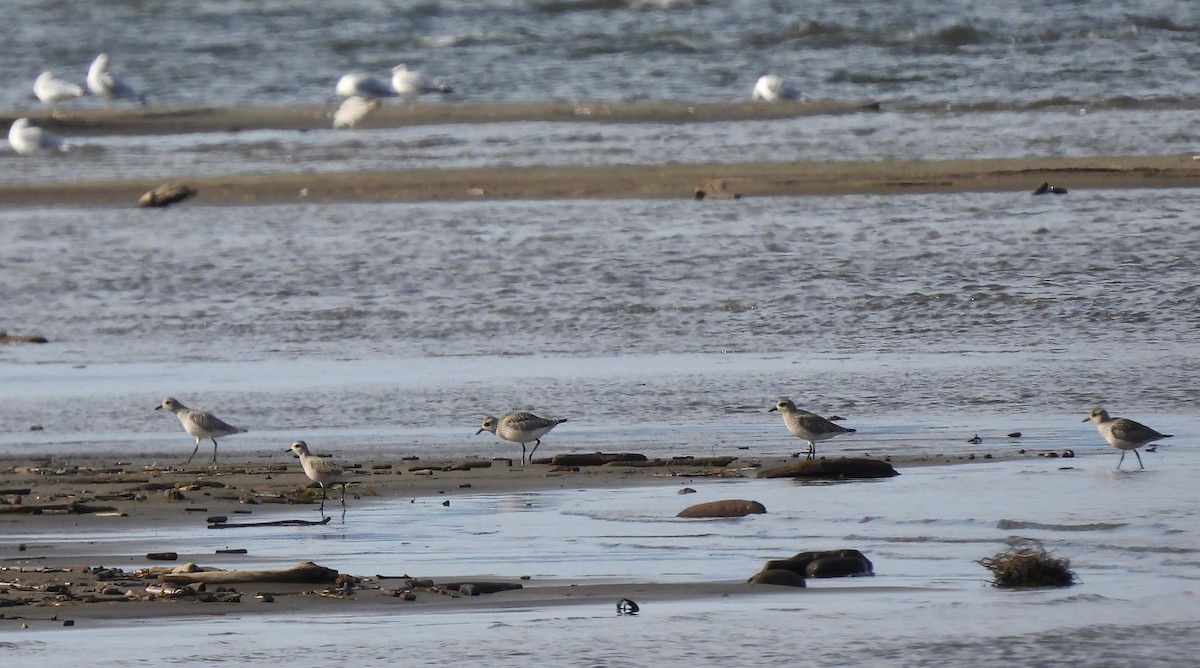 American Golden-Plover - ML624556324