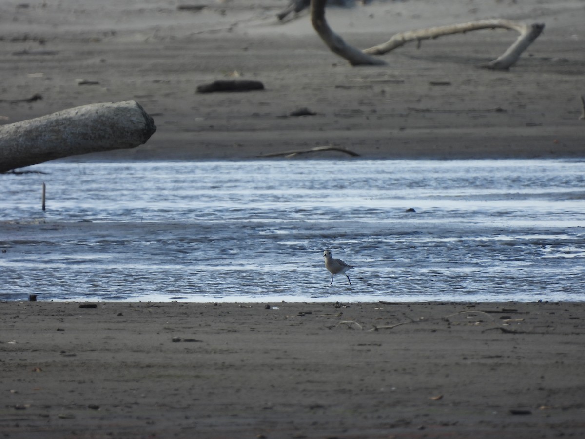 American Golden-Plover - ML624556325