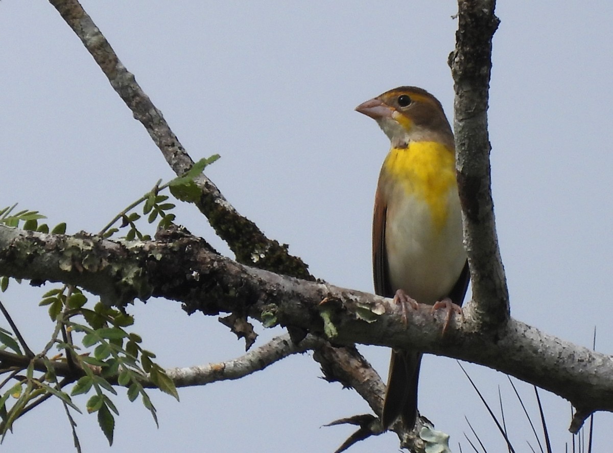 Dickcissel - ML624556326