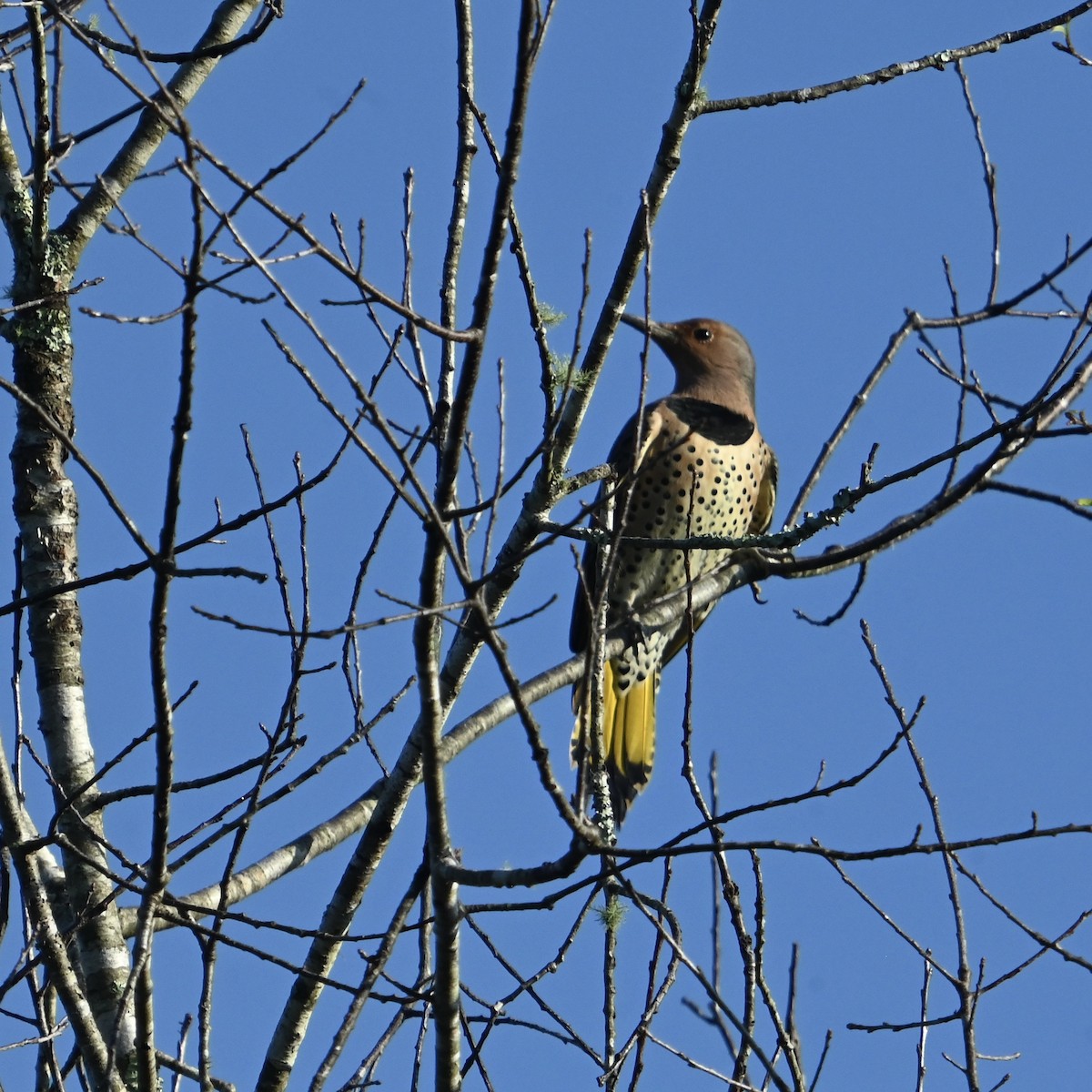 Northern Flicker - ML624556327
