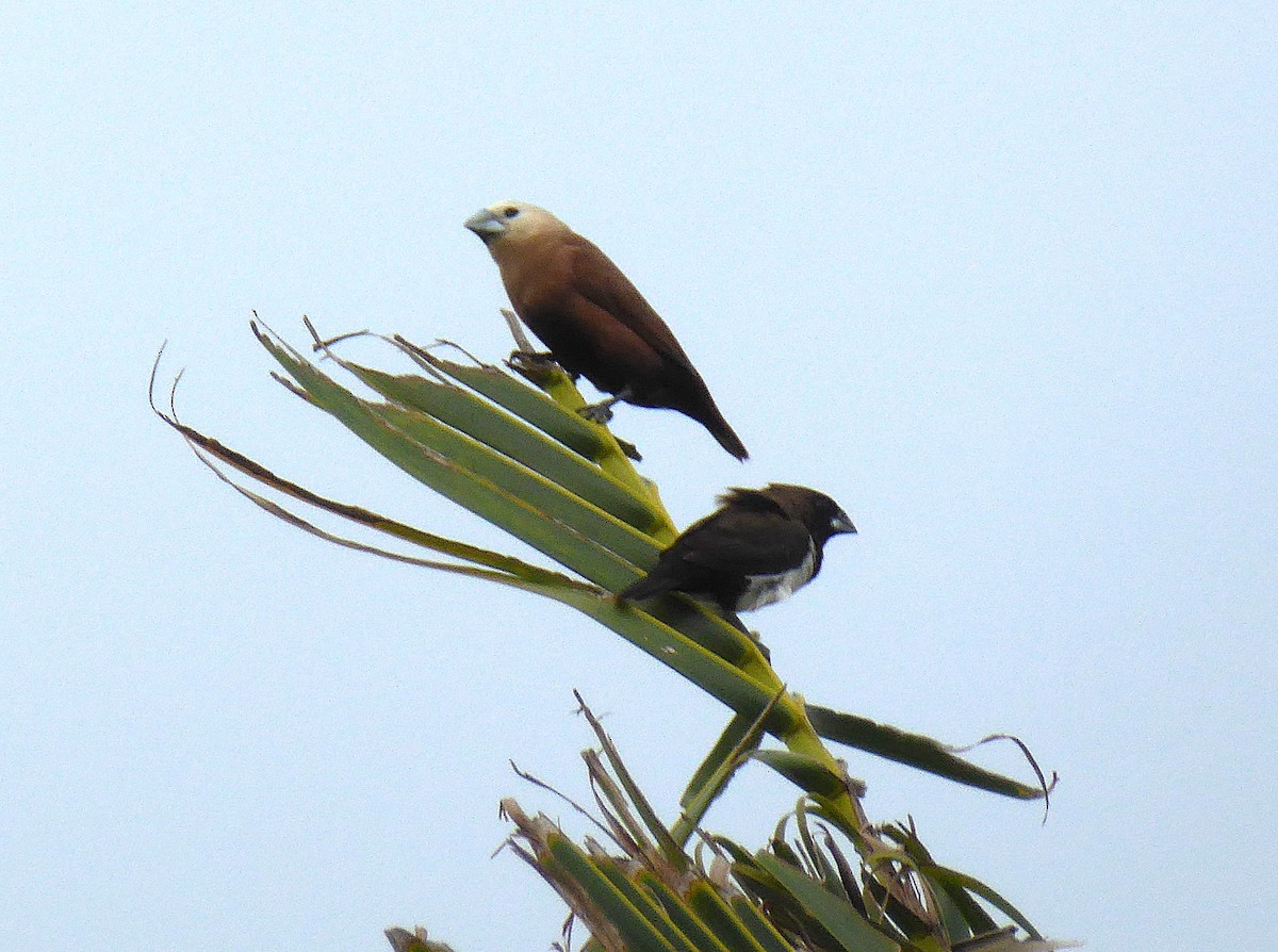 White-headed Munia - ML624556328