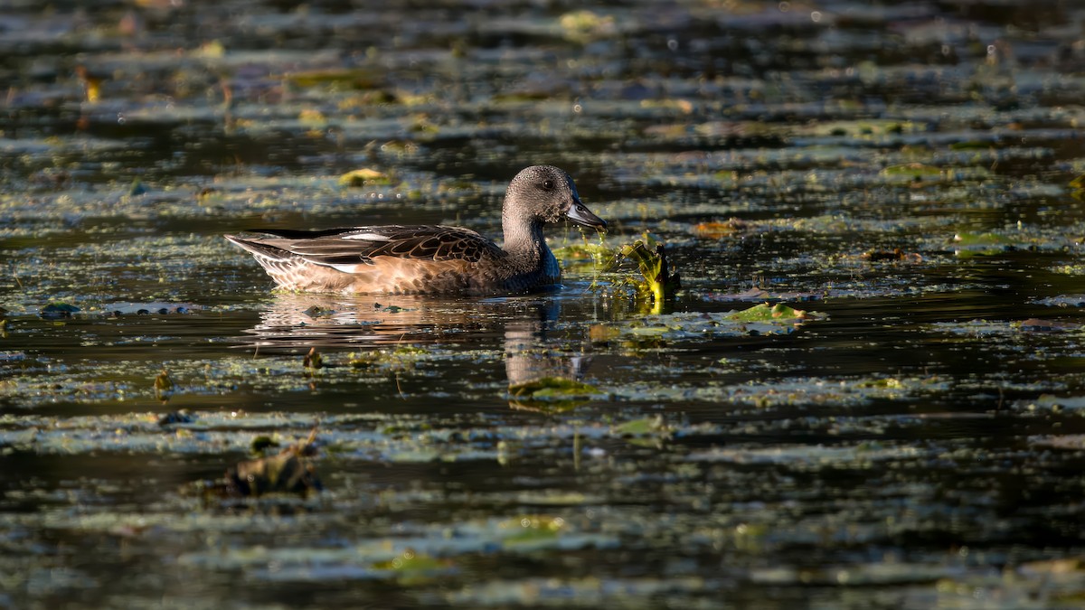 American Wigeon - ML624556329