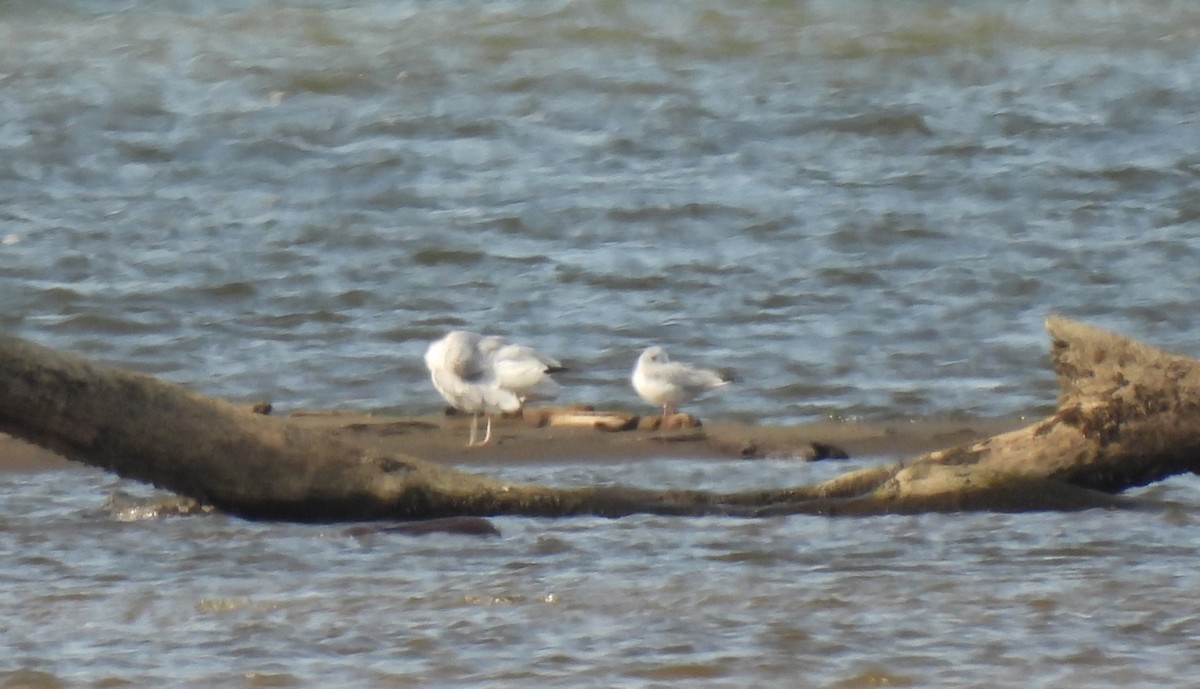 Bonaparte's Gull - ML624556330