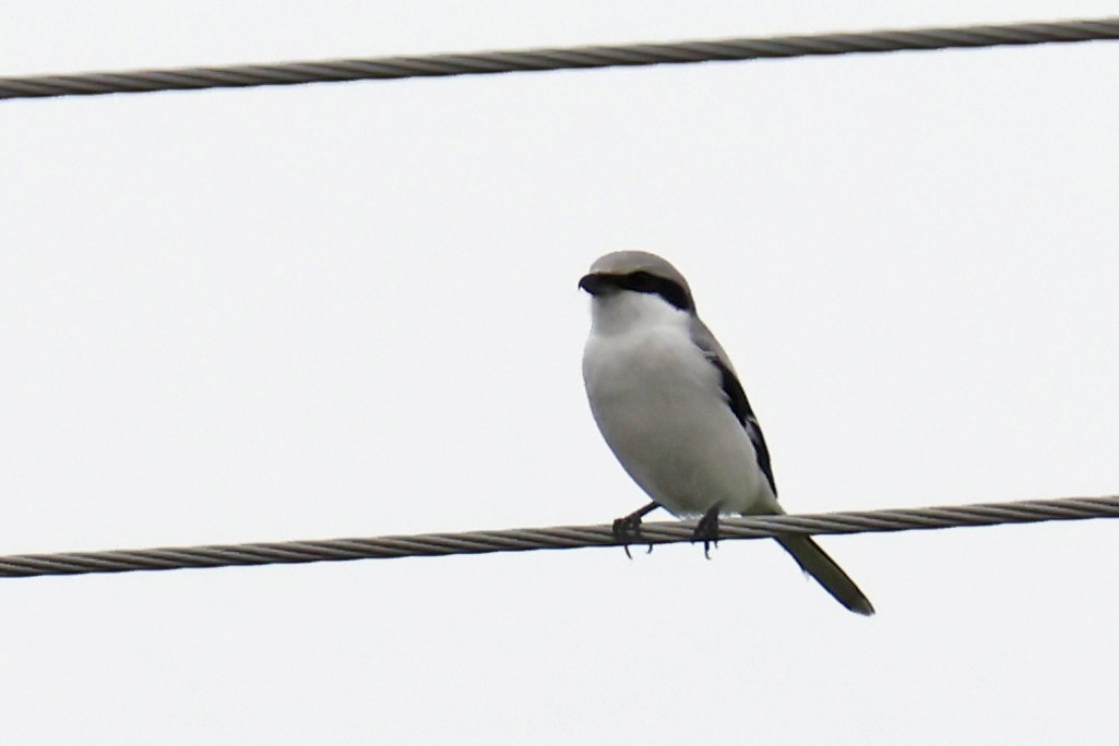 Great Gray Shrike - ML624556331