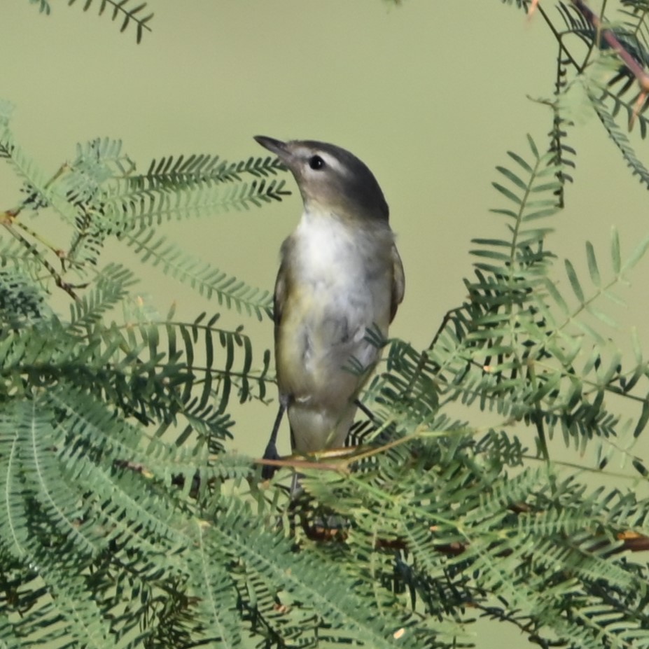 Warbling Vireo - ML624556332