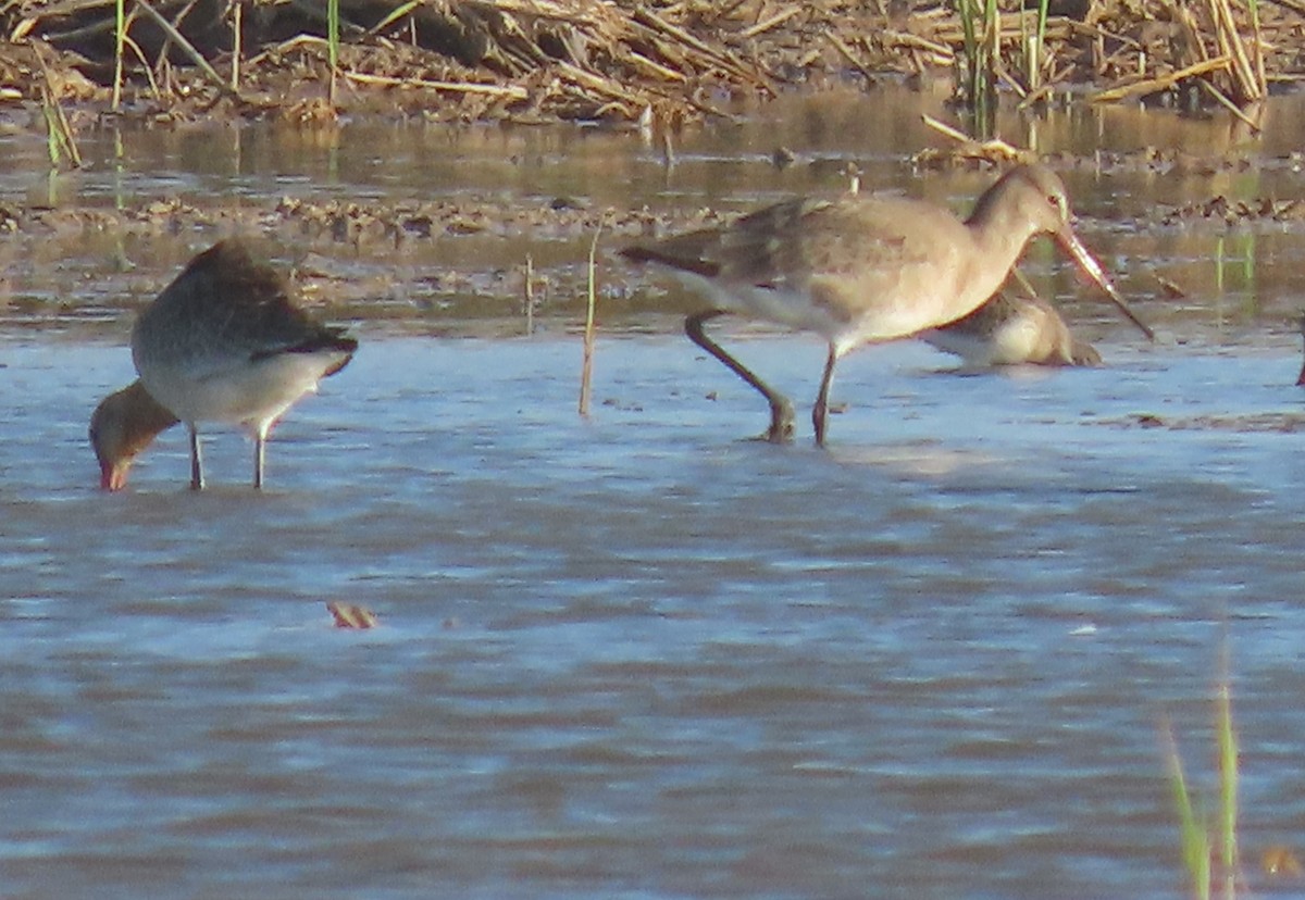 Black-tailed Godwit - ML624556333