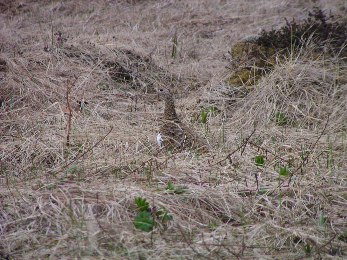 Rock Ptarmigan - ML624556340