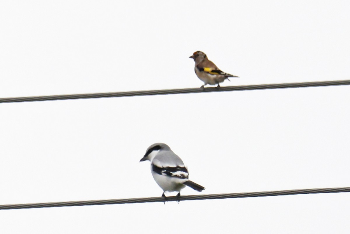 European Goldfinch - ML624556344