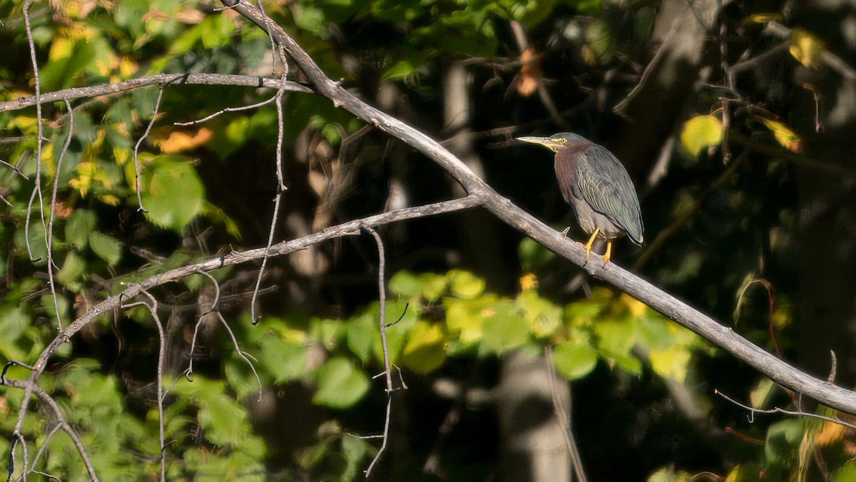 Green Heron - ML624556347