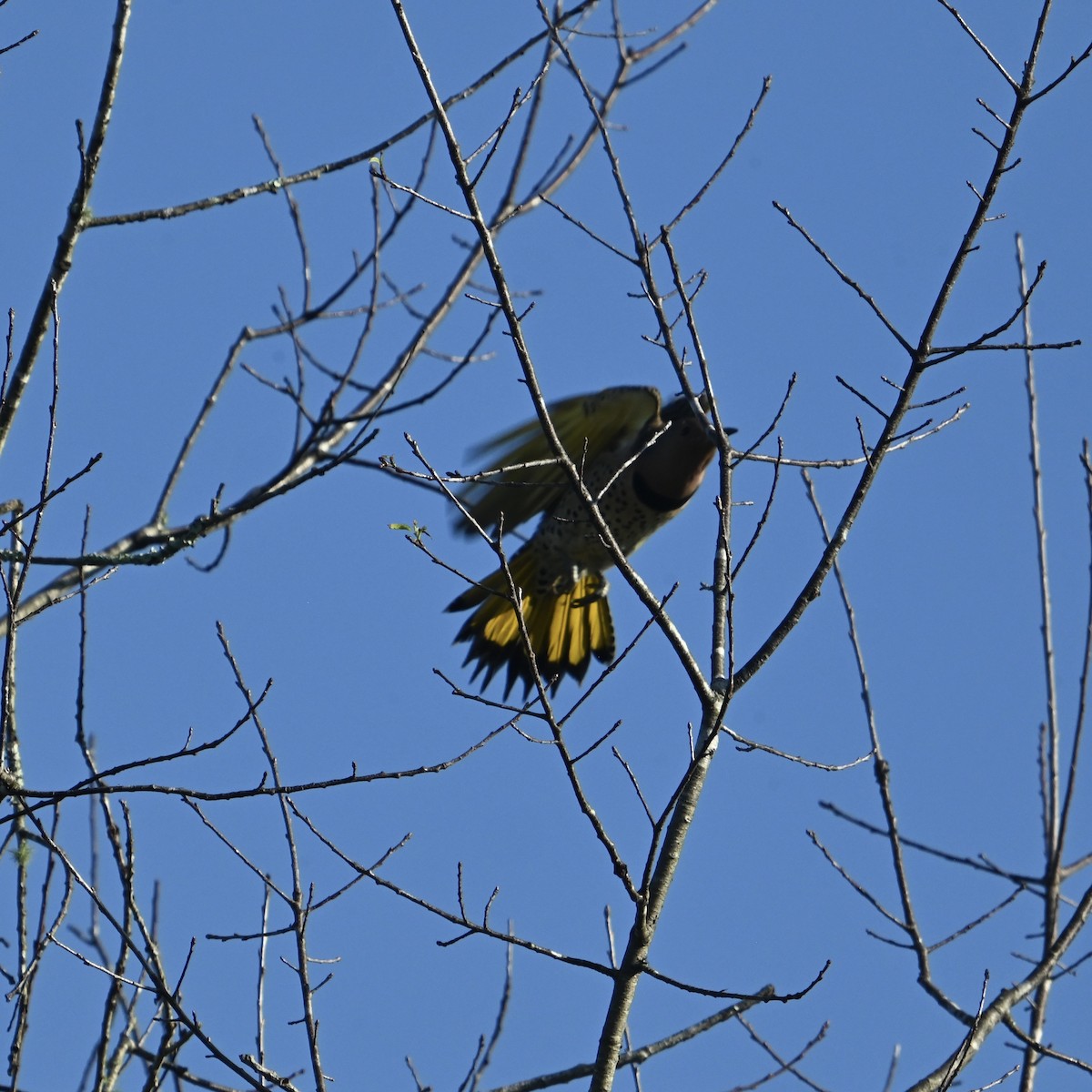 Northern Flicker - ML624556349