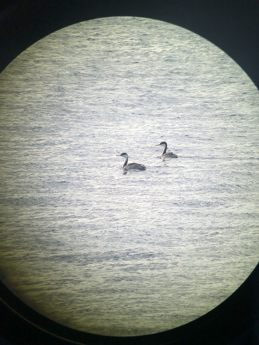 Western Grebe - ML624556380