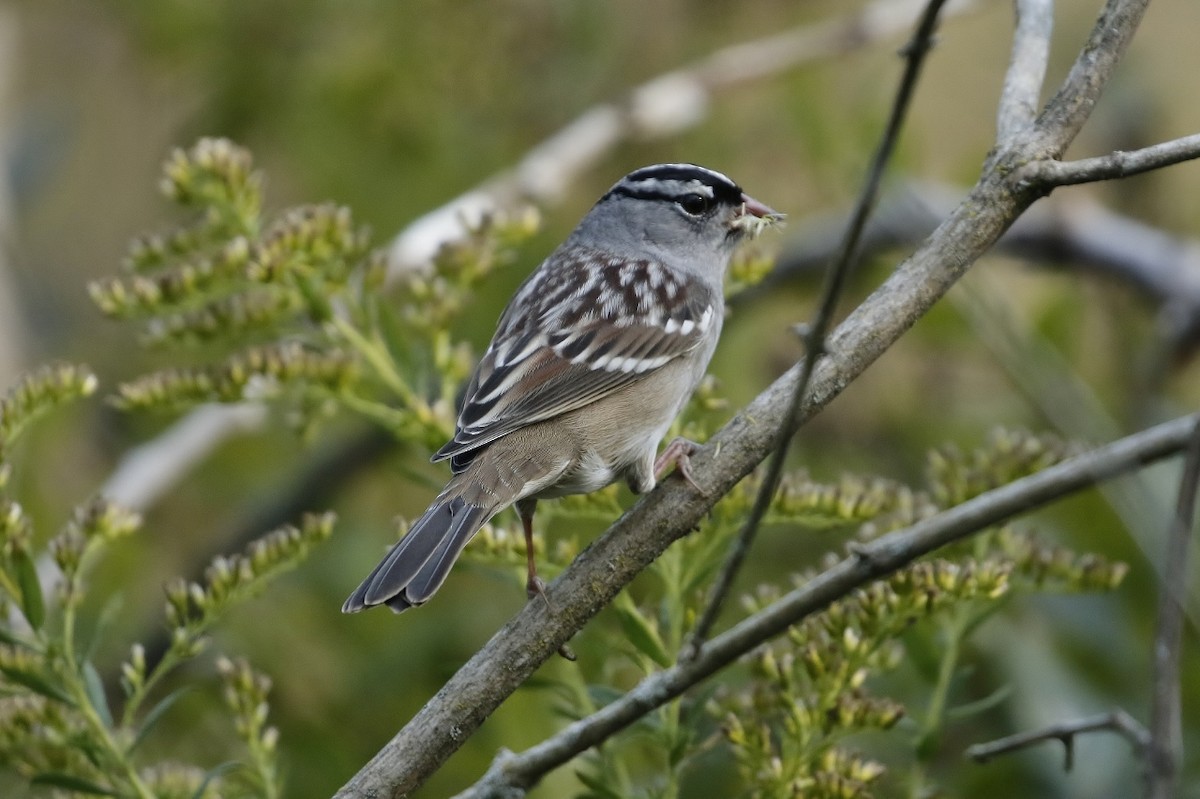 Бруант білобровий (підвид leucophrys) - ML624556405